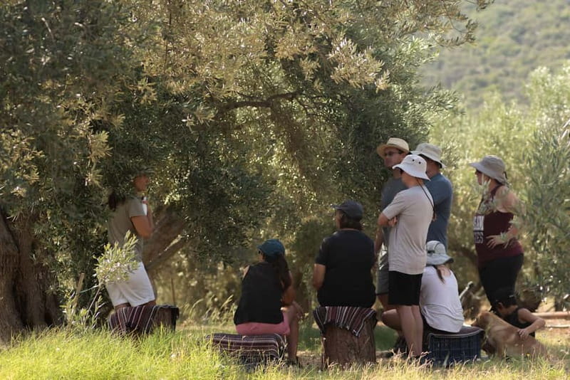 Nafplio: Olive Oil Estate Tour and Tasting - Key things I found most useful