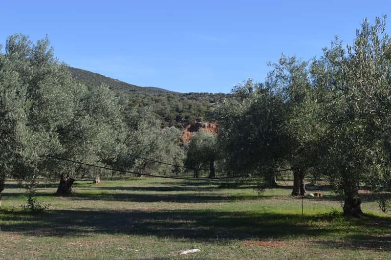 Nafplio: Olive Oil Estate Tour and Tasting - Kotsonis Estate near Nafplio: Why this feels like agrotourism