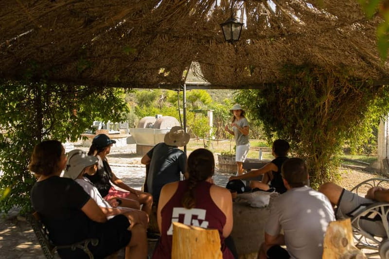 Nafplio: Olive Oil Estate Tour and Tasting - Snacking, light lunch, and cooking tips that actually transfer