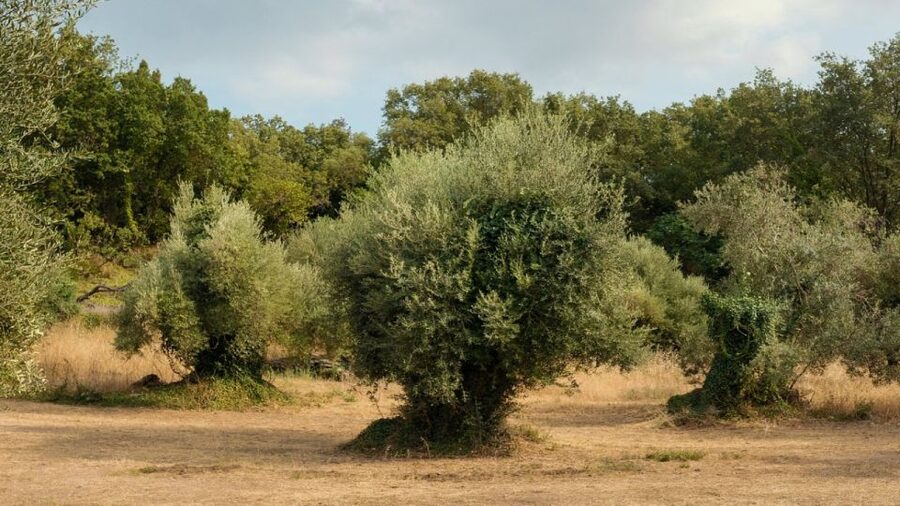 North Corfu: Olive Tour with Olive Oil Tasting and Mezze - Meeting point in Loutses (and how to not waste time)