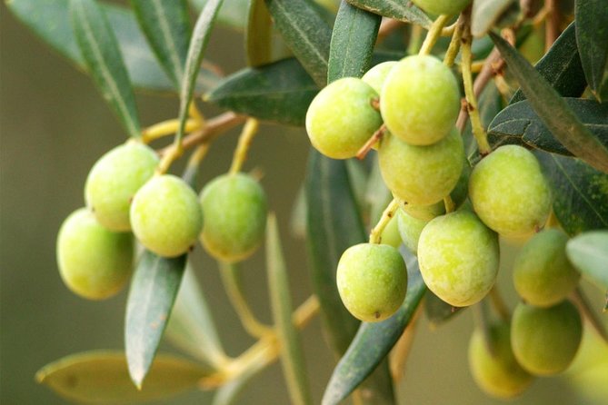Oleotourism and olive oil tasting in Seville - Private tour - Hacienda Guzmán: Seville’s olive oil stop with real production roots