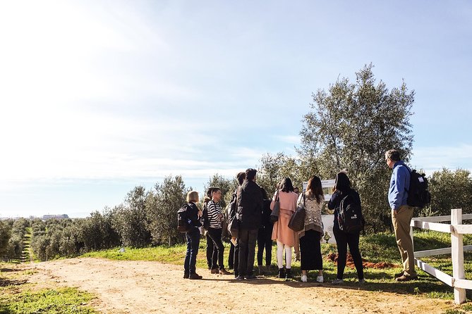 Oleotourism and olive oil tasting in Seville - Private tour - The four-oil tasting: how to compare without overthinking it