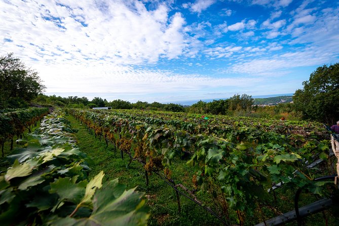 Olive farm & village - The Walk Through Olive Groves and Old Oak Forest