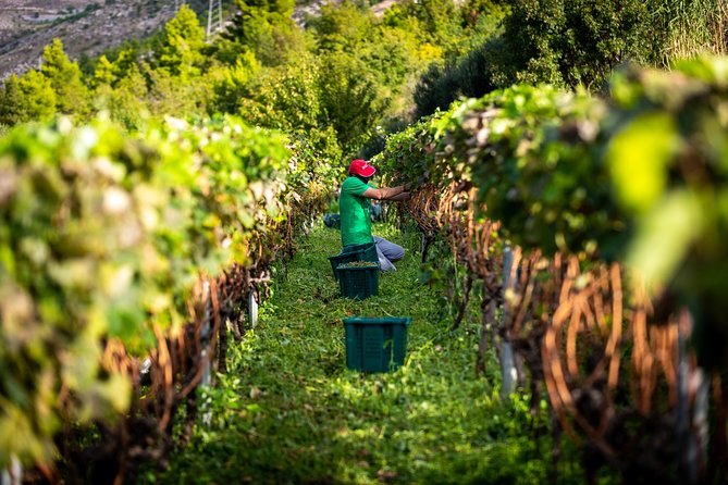 Olive farm & village - Herb Brandy, Fruit Liqueurs, and the Real Taste of the Orchard