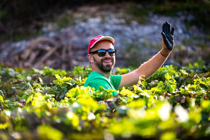 Olive farm & village - After the Car: A Calm Return to Dubrovnik