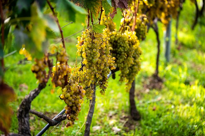 Olive farm & village - Who This Tour Fits Best (and Who Might Reconsider)