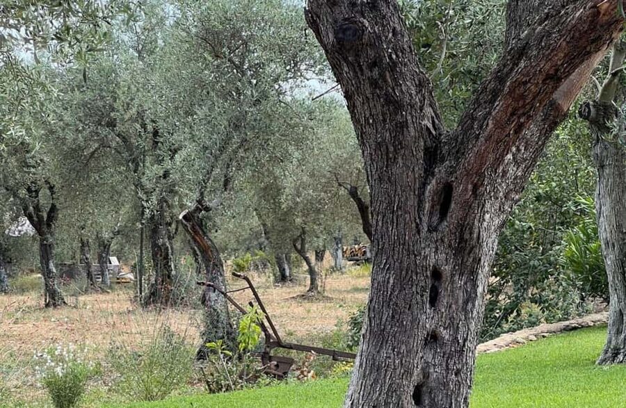 Olive Mill Tour with Olive Oil Tasting in Sassari - Seeing a modern pressing facility without the factory chaos