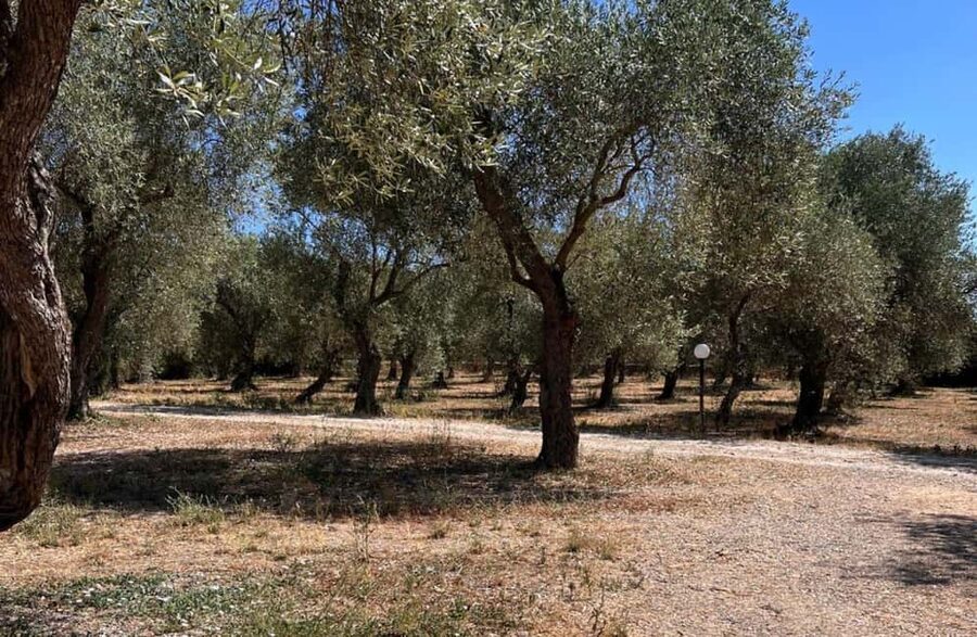 Olive Mill Tour with Olive Oil Tasting in Sassari - The Bosana de-foamed olive detail (and why it affects taste)
