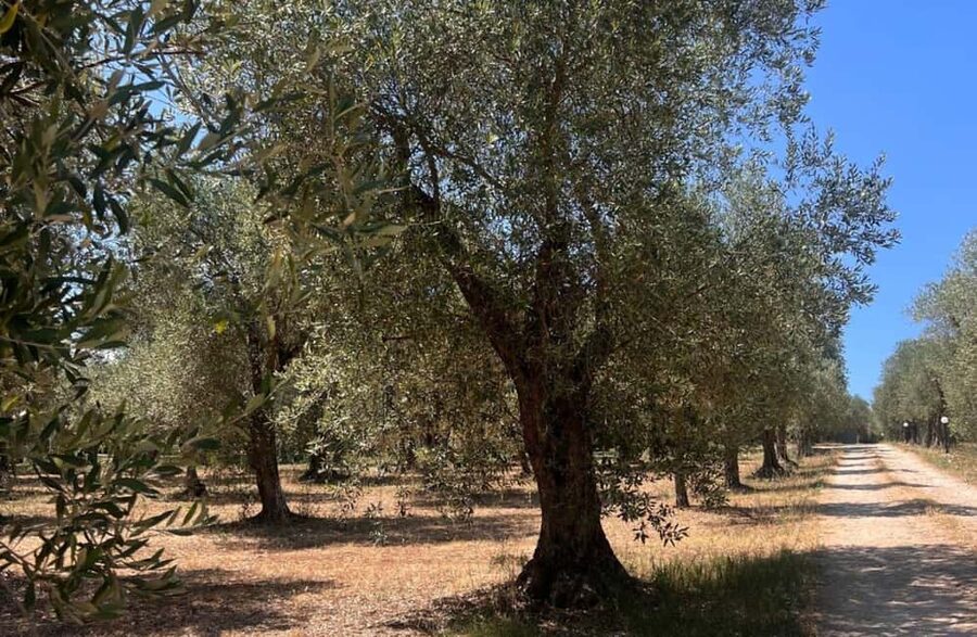 Olive Mill Tour with Olive Oil Tasting in Sassari - Walking centuries-old olive groves and learning Bosana basics