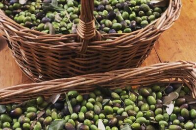 Olive Oil, Cheese, and Wine Tasting with Local Expert - Walking the Grove and Setting Up Your Palate