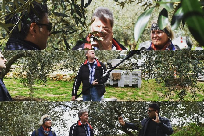 Olive Oil Experience - Inside the old country house: where the lesson begins