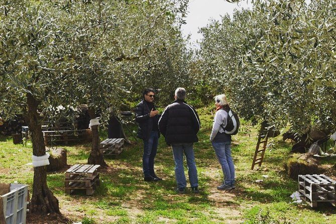 Olive Oil Experience - Should you book Amodeo’s Farm? My take