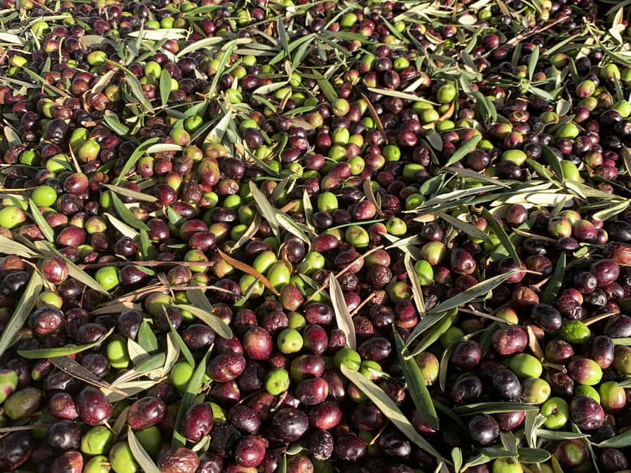 Olive Oil Factory + Wineries + Full Asado Lunch (Full Day) - Key points worth planning for