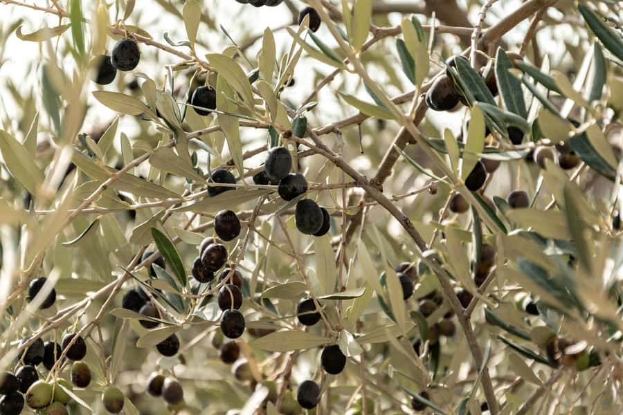Olive Oil Factory + Wineries + Full Asado Lunch (Full Day) - Price and value: what $212 per person is really buying