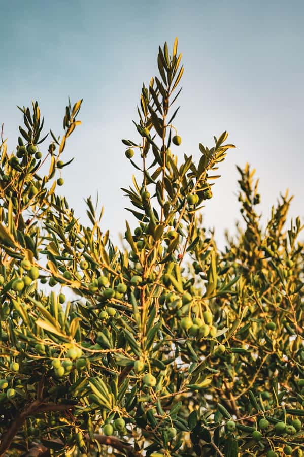 Olive Oil Factory + Wineries + Full Asado Lunch (Full Day) - Why this Mendoza 7-hour mix of olive oil and wine works
