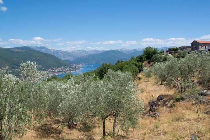 Olive oil farm to fork experience & short walking tour of Kotor - Key Things to Know Before You Go