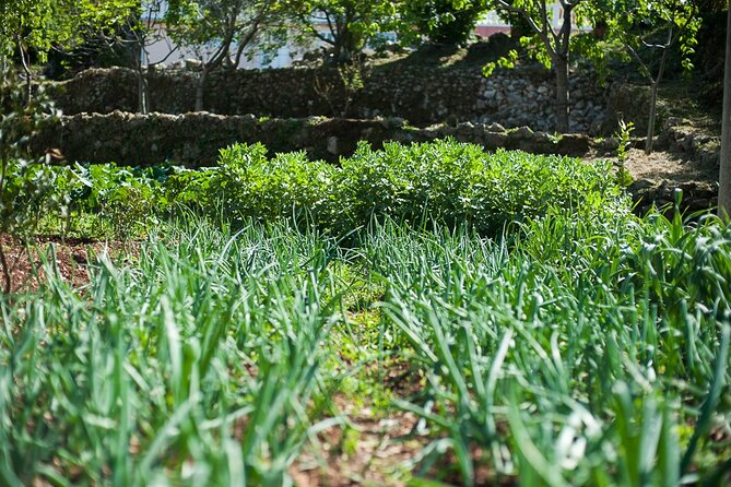 Olive oil farm to fork experience & short walking tour of Kotor - Olive Oil Tasting: Learning What Makes Quality Feel Noticeable
