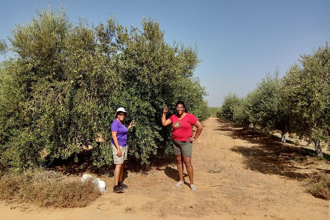 Olive Oil Farm Tour with Tasting from Seville - Key highlights to plan around