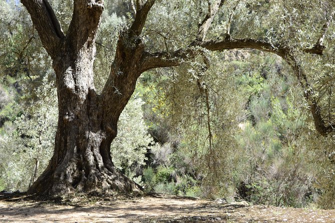 Olive Oil Farm Tour with Tasting from Seville - Why an olive oil hacienda day trip makes sense from Seville