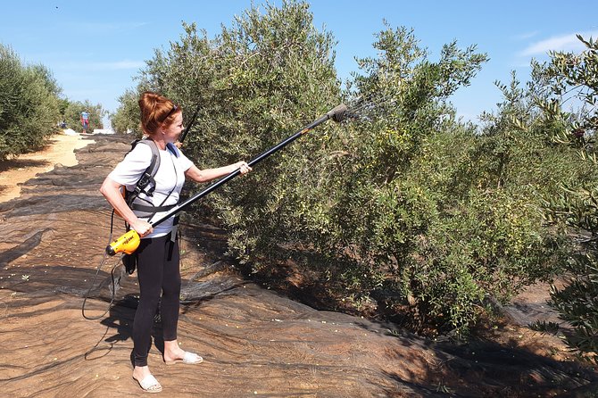 Olive Oil Farm Tour with Tasting from Seville - Walking the olive groves: hand-harvest lessons you can actually picture