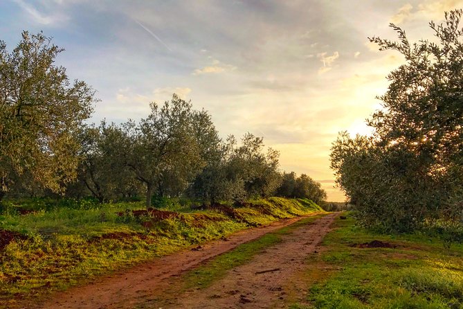 Olive Oil Farm Tour with Tasting from Seville - Pressing, quality control, and where your tasting starts making sense