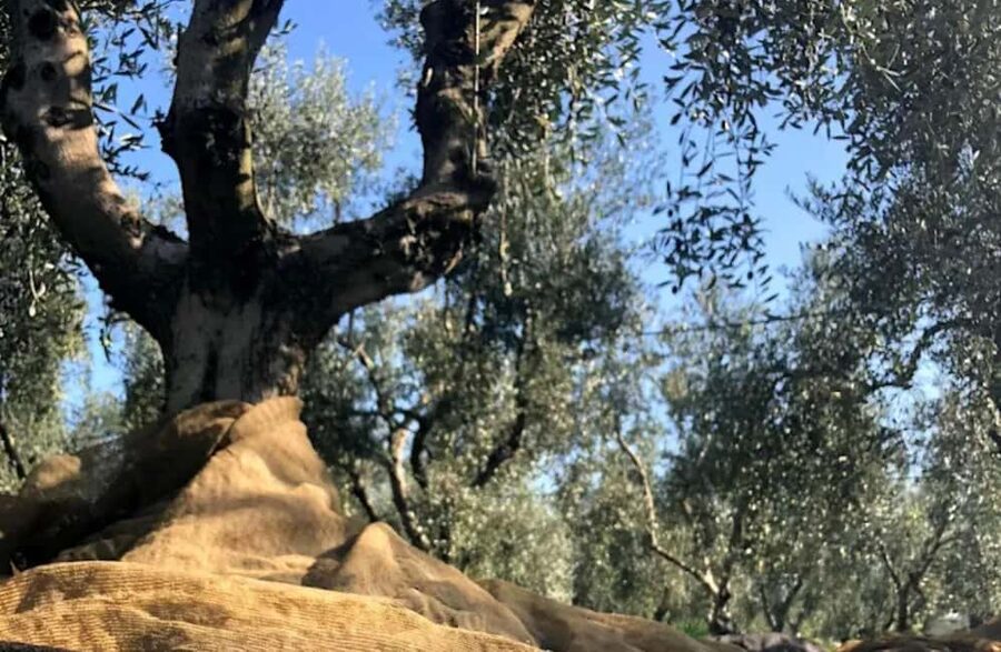 Olive Oil Mill Tour with Tasting near Molfetta & Bari - Espresso, Family Stories, and Sustainability Talk That Actually Connects
