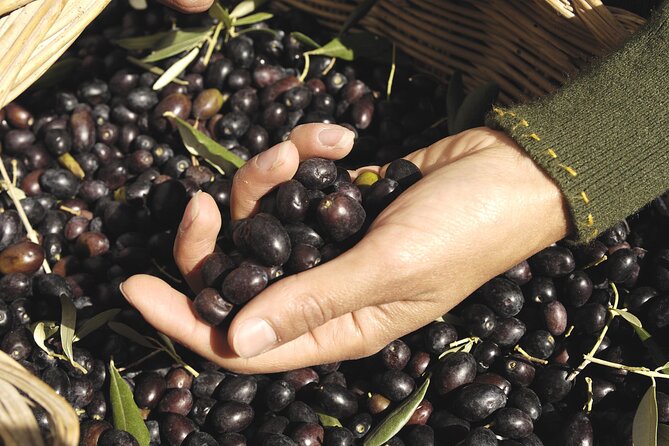 Olive Oil Private Tour in Portugal - From Faro Pickup to Olhão: starting your 9:00 a.m. day