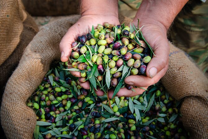 Olive Oil Private Tour in Portugal - Olive Groves and Extraction: the lessons that make tasting click