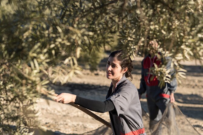 Olive Oil Private Tour in Portugal - Price and Value: what $192.74 per person buys you