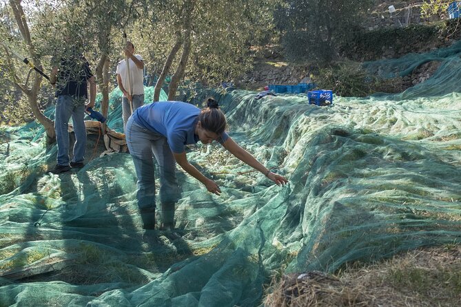Olive Oil Private Tour in Portugal - Who This Tour Suits Best (and who might want to rethink it)