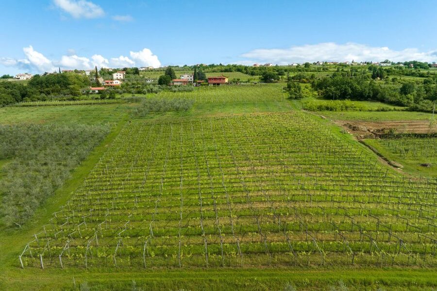 Olive Oil Tasting a Journey of Flavors and Aromas - Key Things That Make This Olive Oil Tour Worth Your Time
