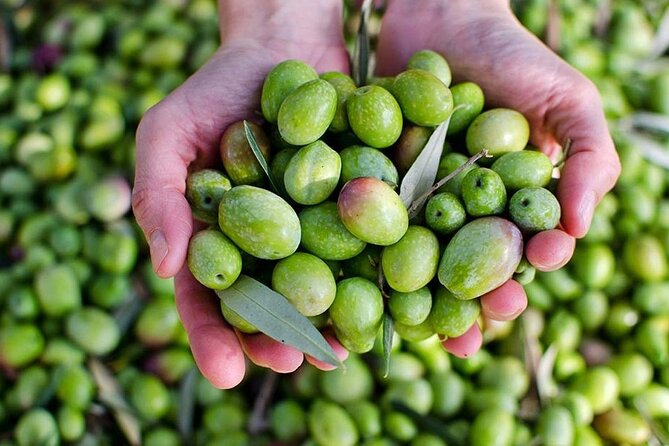 Olive Oil tasting breakfast & Tour in Cordoba - The olive oil flight: comparing Cordoban varieties step by step