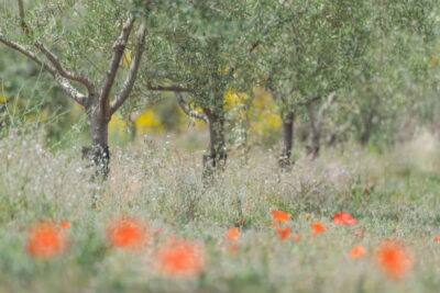 Olive Oil Tasting Experience in Nicolosi - Arriving at Serafica Terra di Olio e Vino: What to Expect from the Start