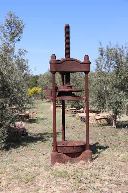 Olive Oil Tasting Experience in Nicolosi - Who Should Book This Olive Oil Tasting in Nicolosi