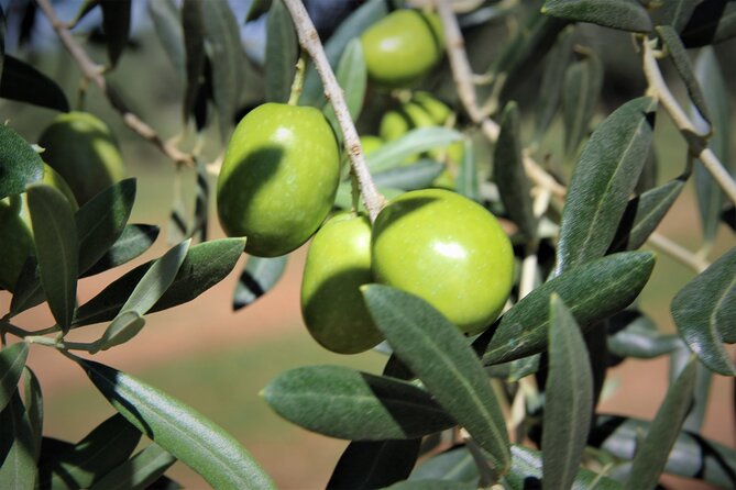 Olive Oil Tasting & Historic Olive Mill Tour in Ragusa area - October live olive processing: exciting, but plan for a weather reality