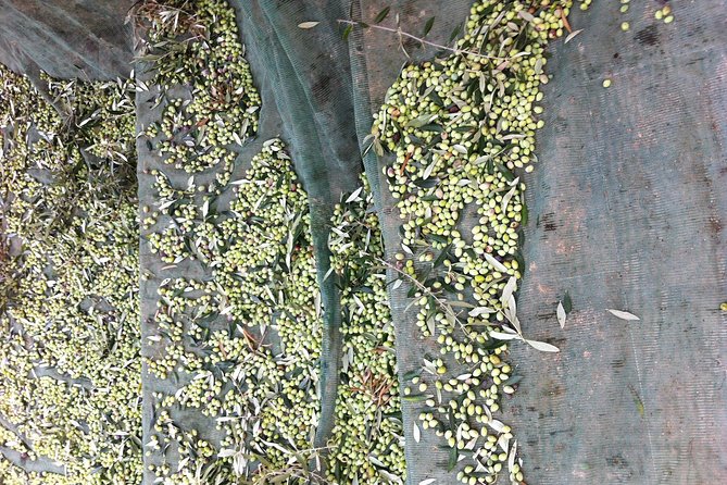 Olive Oil Tasting Tour - Cold Extraction vs. Centrifuge: What You Should Taste After the Explanation
