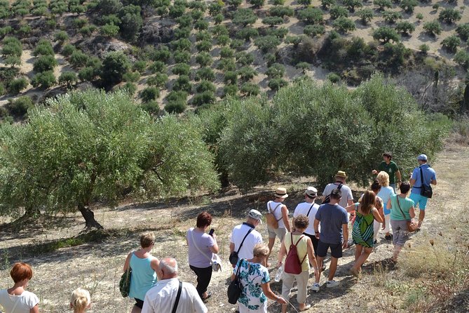 Olive Oil Tasting Tour - Private Setup in English: Questions Without the Big-Group Stress