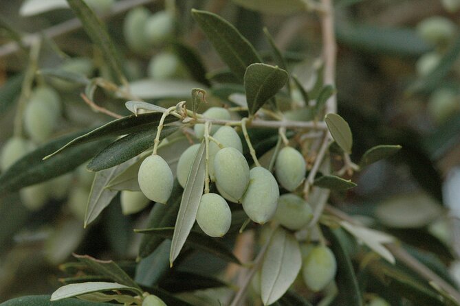 Olive Oil Tasting Tour - Duration and Timing: How to Fit It Into Your Day in Crete