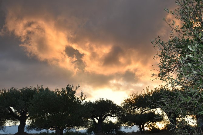 Olive Oil Tasting Tour - Who This Tour Suits Best (And Who Might Want to Skip)
