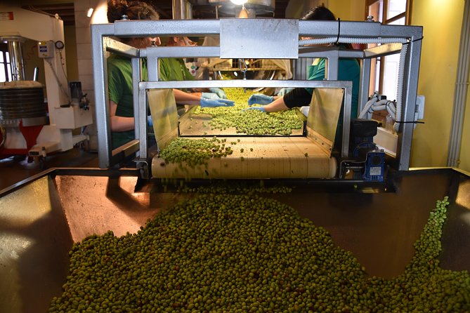 Olive Oil Tasting Tour - Inside Koronekes: First Cold Pressed Extra Virgin Olive Oil Explained