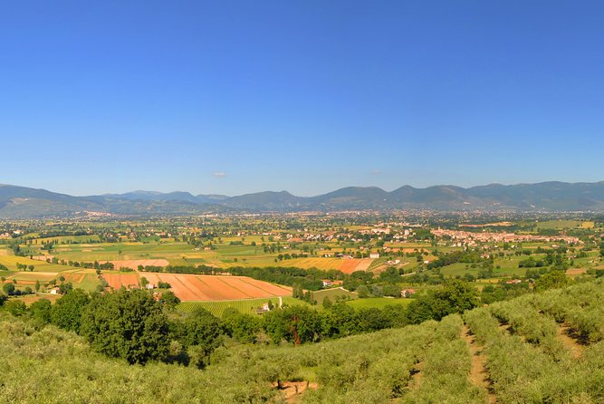 Olive Oil tasting with Olive Mill Tour in Umbria. - A 1-Hour Olive Oil Lesson in Small-Group Umbria