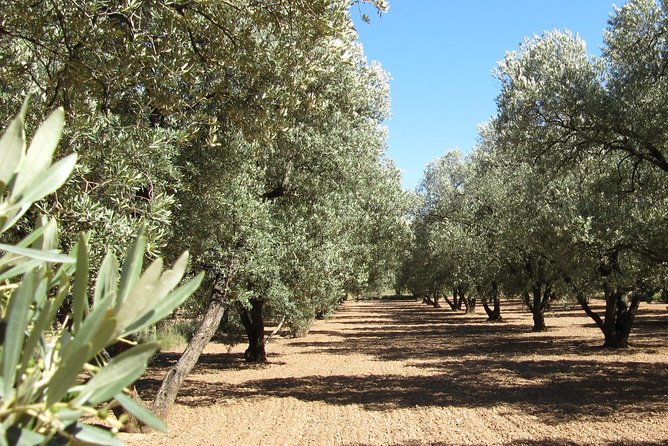 Olive Oil Tour and Visit to Belchite Old Town - Key highlights you’ll care about