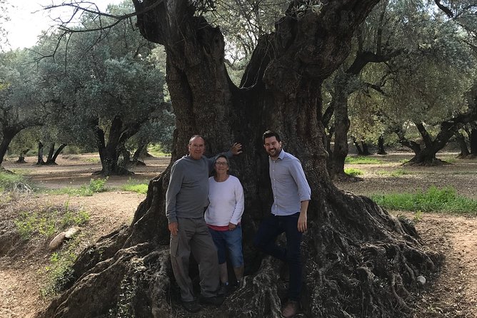 Olive Oil Tour and Visit to Belchite Old Town - The Tastings: What Extra Virgin Should Actually Mean