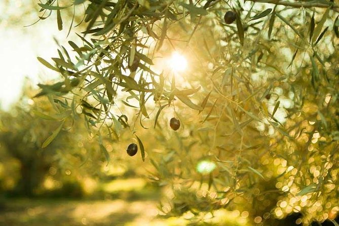 Olive Oil Tour close to Nafplio - Key Highlights You’ll Feel Right Away