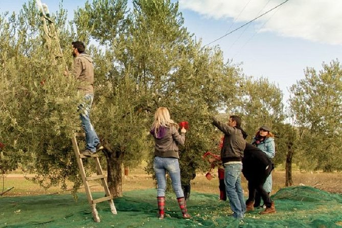 Olive Oil Tour close to Nafplio - Stop in Lygourio Village and Explore the Self-Owned Groves