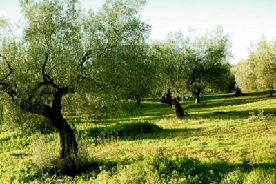 Olive Oil Tour close to Nafplio - How Olives Turn Into Oil at the Modern Mill