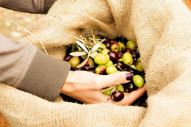 Olive Oil Tour close to Nafplio - Who This Tour Suits Best in Peloponnese