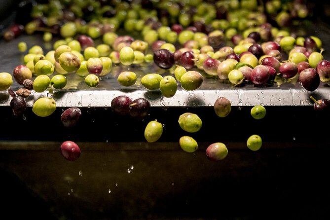Olive Oil Tour Visit to the oil mill and olive oil tasting - Key Things You’ll Notice at Terra Surti