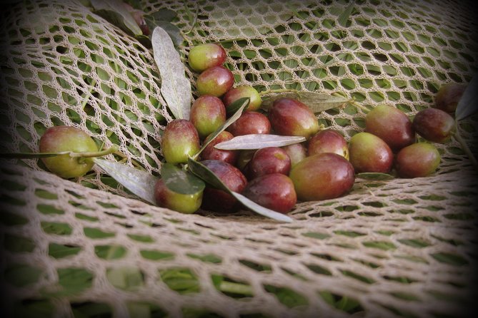 Olive Oil tour with Tuscan dinner - The olive grove walk: where the varieties show up