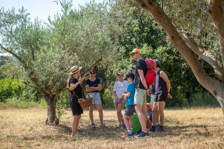 Olive oil: Visit to the olive grove, tasting - A One-Hour Olive Grove Walk in the Ardèche Countryside